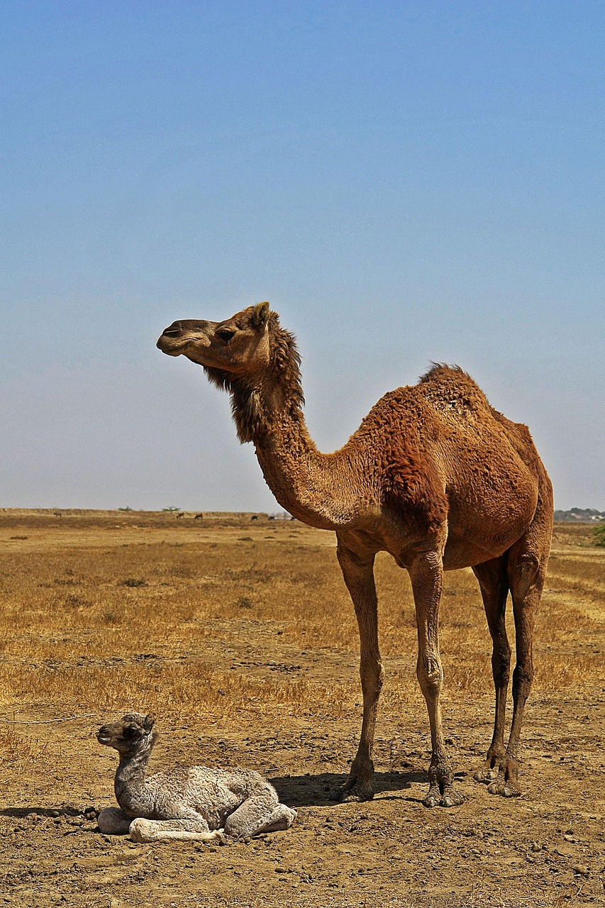 animals, camel, desert, nature, desert animals, kid, mother and child